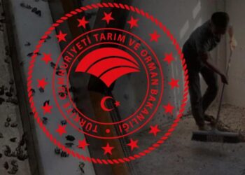 Karadeniz kokarca böceği istilası altında: Orman Bakanlığı’ndan kabusa son verecek plan