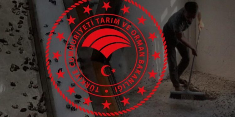 Karadeniz kokarca böceği istilası altında: Tarım ve Orman Bakanlığı’ndan kabusa son