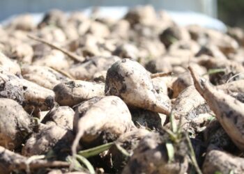 Kars Şeker Fabrikası pancar alımına başladı