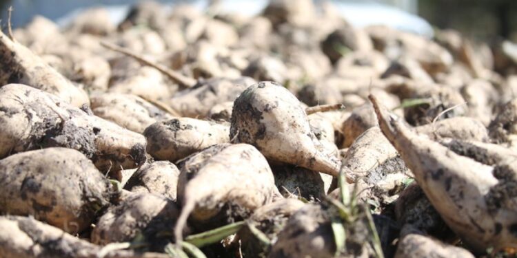 Kars Şeker Fabrikası pancar alımına başladı