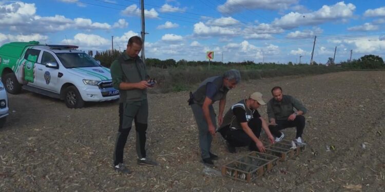 Kuş kaçakçısına suçüstü! 247 saka kuşu özgürlüğüne kavuştu