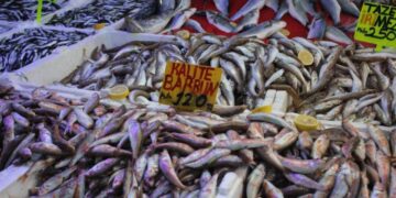 Samsun’da hamsi bolluğu fiyatları düşürdü!