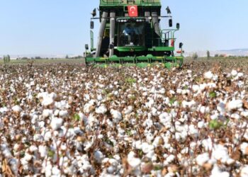 Şanlıurfa’da pamuk koruma altına alındı!