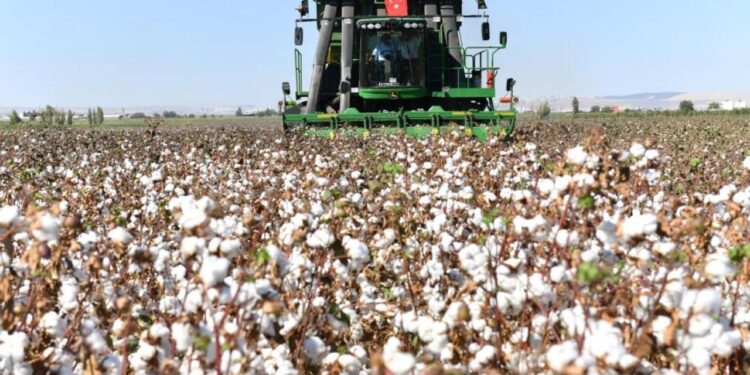 Şanlıurfa’da pamuk koruma altına alındı!