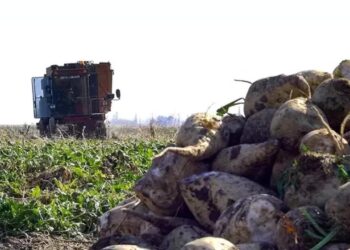 Şeker pancarının alım fiyatı belli oldu