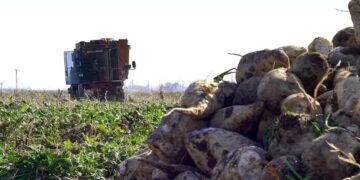 Şeker pancarının alım fiyatı belli oldu