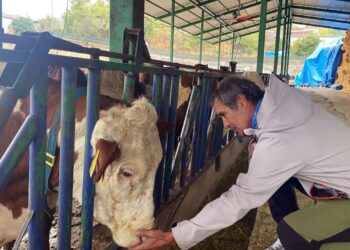 Süt ineklerinin sağlığı yapay zekaya emanet! 24 saat hizmet veriyor