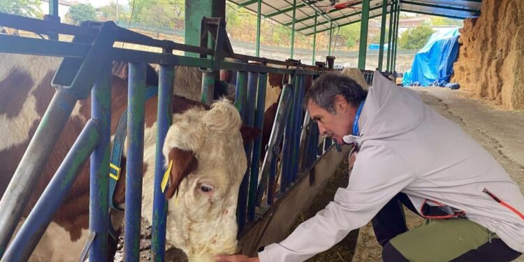 Süt ineklerinin sağlığı yapay zekaya emanet! 24 saat hizmet veriyor