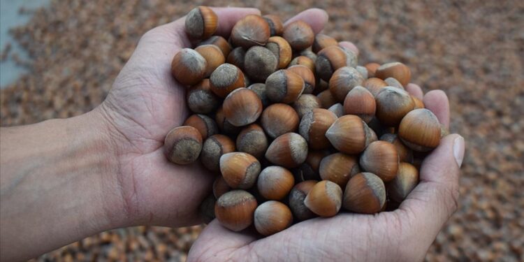 Ticaret borsalarında, ağustosta 17 bin tonu aşkın fındık işlem gördü