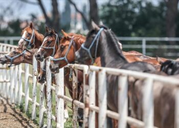 TİGEM 15 safkan Arap koşu tayı satacak
