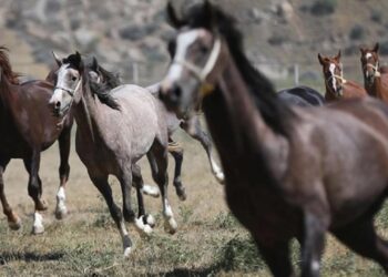 TİGEM’in açık artırmasında Arap tayı 5 milyon 250 bin liraya satıldı