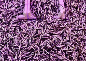 Trabzon’da hamsinin kilogramı 150 liradan satılıyor