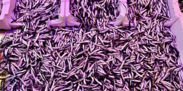 Trabzon’da hamsinin kilogramı 150 liradan satılıyor