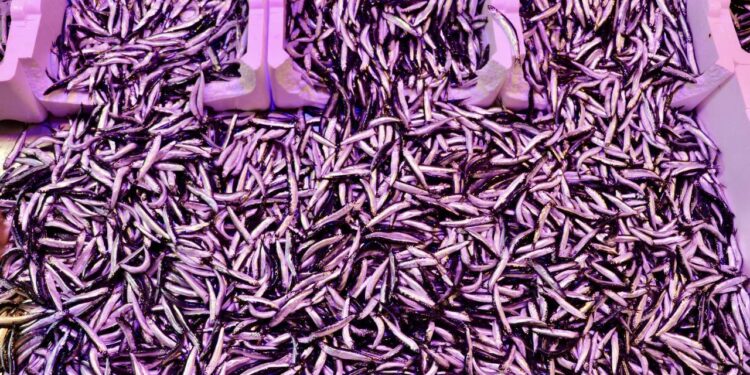 Trabzon’da hamsinin kilogramı 150 liradan satılıyor