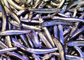 Trabzon’da hamsinin kilogramı 200 liradan satılıyor