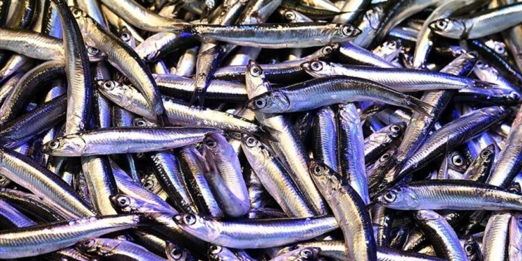 Trabzon’da hamsinin kilogramı 200 liradan satılıyor