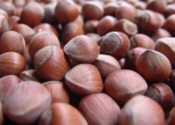 Trabzon’un 9 aylık fındık ihracatı 473 milyon doları aştı