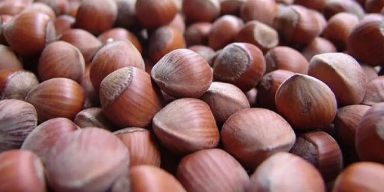 Trabzon’un 9 aylık fındık ihracatı 473 milyon doları aştı