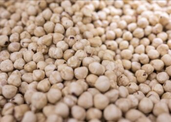 Türkiye fındık ihracat sezonunun ilk ayında 146 milyon doları aşkın gelir sağladı