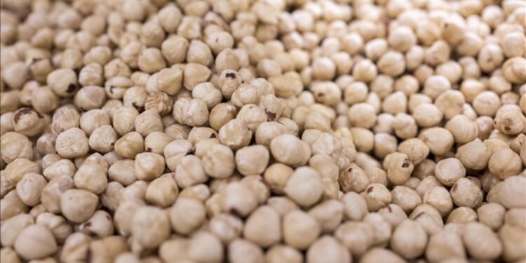 Türkiye fındık ihracat sezonunun ilk ayında 146 milyon doları aşkın gelir sağladı