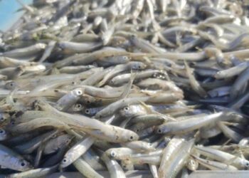 Yozgat’tan Avrupa’ya ihracat! Yevmiyeler günlük 2 bin lira