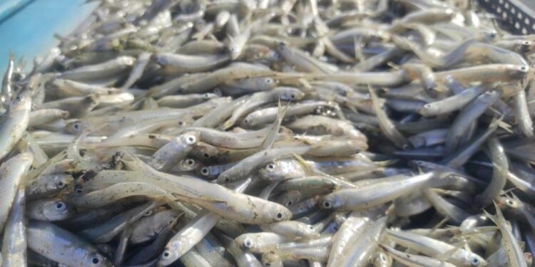 Yozgat’tan Avrupa’ya ihracat! Yevmiyeler günlük 2 bin lira