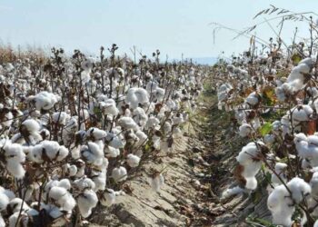 Ziraat Odası başkanından çarpıcı açıklama! 40 liranın altı üreticinin sonu olur!