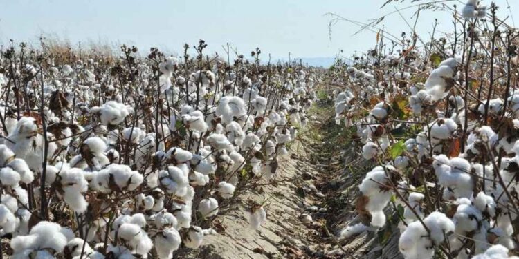 Ziraat Odası başkanından çarpıcı açıklama! 40 liranın altı üreticinin sonu olur!