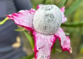 3 yıl önce üretime başladı! Kilosu 180 lira