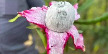 3 yıl önce üretime başladı! Kilosu 180 lira