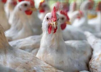 Almanya’da kuş gribi nedeniyle 400 bin fazla hayvan itlaf edildi