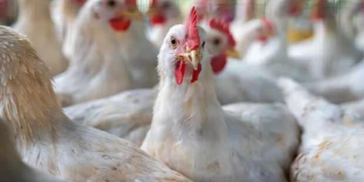 Almanya’da kuş gribi nedeniyle 400 bin fazla hayvan itlaf edildi