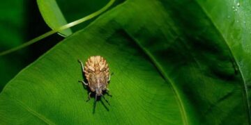 Bakanlık, Karadeniz’in kâbusu haline gelen kahverengi kokarcaya karşı harekete geçti