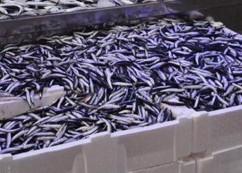 Balık tezgahlarında hamsi bolluğu: Kilogramı 70 TL!