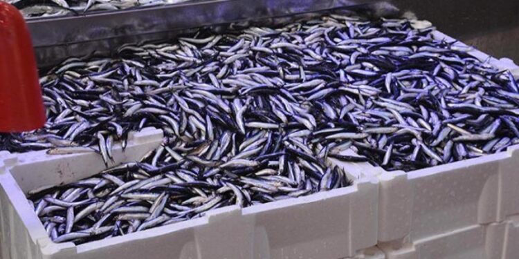 Balık tezgahlarında hamsi bolluğu: Kilogramı 70 TL!