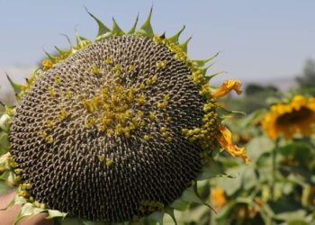 Çerezlik ayçiçeği, üreticinin yüzünü güldürdü!