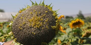 Çerezlik ayçiçeği, üreticinin yüzünü güldürdü!