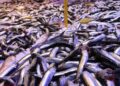 Deniz sıcak hamsi zayıf: Balıkçılar gözünü o tarihe çevirdi!
