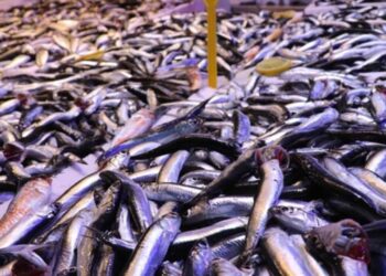 Deniz sıcak hamsi zayıf: Balıkçılar gözünü o tarihe çevirdi!