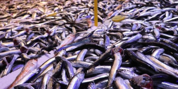 Deniz sıcak hamsi zayıf: Balıkçılar gözünü o tarihe çevirdi!