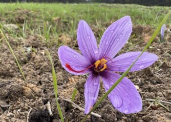 Dünyanın en pahalı baharatı! Kilogramı 600 bin TL