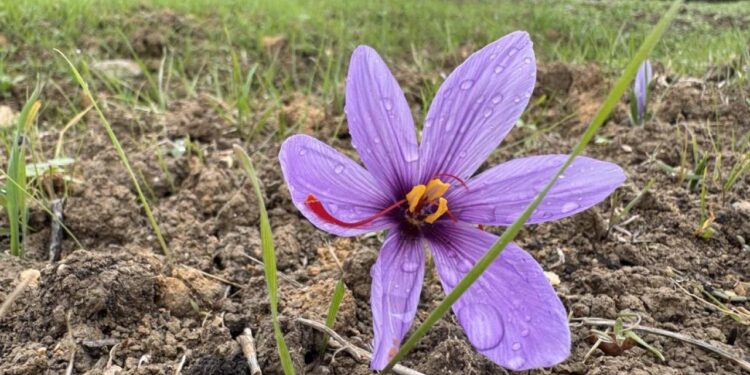 Dünyanın en pahalı baharatı! Kilogramı 600 bin TL