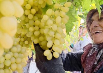 Ekim ayı bitiyor, üzüm bitmiyor