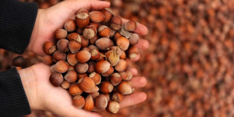 Fındıkta rekolte ve randıman artıracak çalışma!