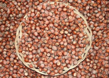 Fındıkta serbest piyasa düşüşte, Tarım Kredi en yüksek alımı yapıyor