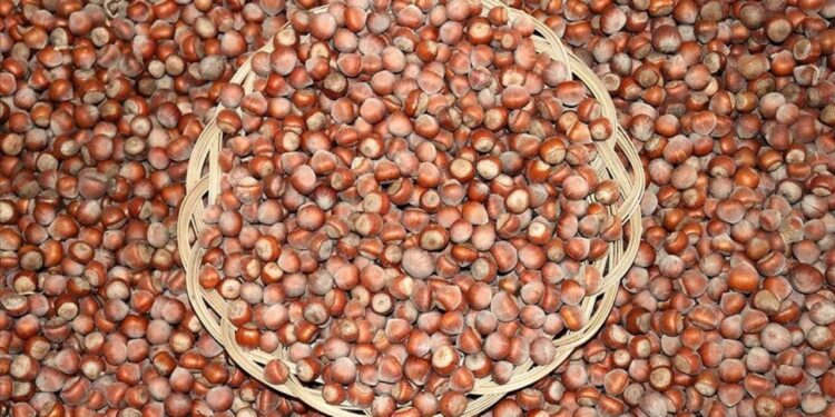 Fındıkta serbest piyasa düşüşte, Tarım Kredi en yüksek alımı yapıyor