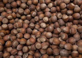 Fiyatlar düştü! Giresun’da fındık fiyatları 300 liraya kadar geriledi