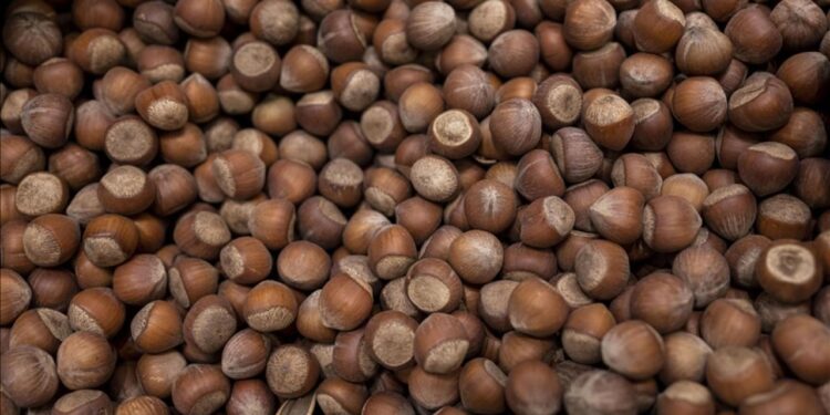 Fiyatlar düştü! Giresun’da fındık fiyatları 300 liraya kadar geriledi