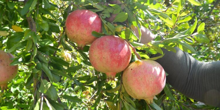 Geleneksel yöntemlerle katkısız üretip kilosunu 600 liradan satıyorlar