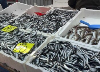 Hamsinin fiyatı 70 liraya indi